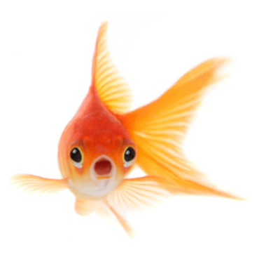 Human attention span is shorter than a goldfish